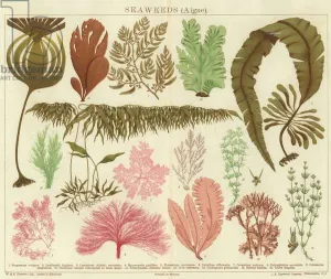 Seaweeds (algae) (colour litho) Seaweeds (algae) (colour litho)