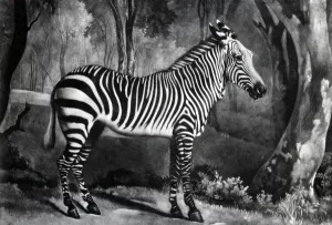 The Sebra, or Wild Ass, engraved by George Townley Stubbs, 1771 (mezzotint) The Sebra, or Wild Ass, engraved by George Townley Stubbs, 1771 (mezzotint)