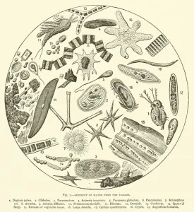 Sediment of Water from the Thames (engraving) Sediment of Water from the Thames (engraving)