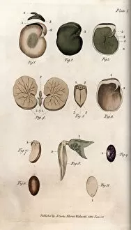 Seeds and their sections: varieties of common bean and fig seed. Coloured copper engraving
