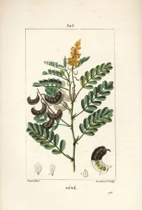 Sene - Alexandrian senna, Senna alexandrina, with flower, leaf, stalk and seed Sene - Alexandrian senna, Senna alexandrina, with flower, leaf, stalk and seed