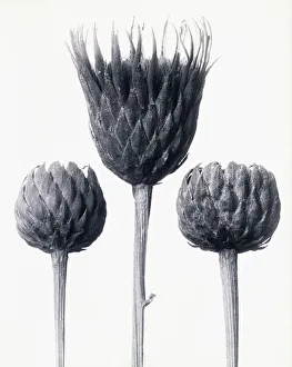 Serratula Nudicaulis (Bare-stemmed Common Sawwort), c.1928 (gelatin silver print) Serratula Nudicaulis (Bare-stemmed Common Sawwort), c.1928 (gelatin silver print)