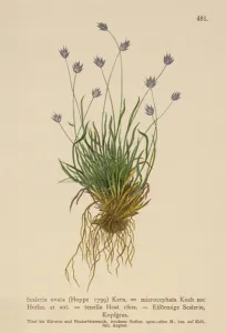 Sesleria (Sesleria ovata, Sesleria microcephala, Sesleria tenella Sesleria (Sesleria ovata, Sesleria microcephala, Sesleria tenella