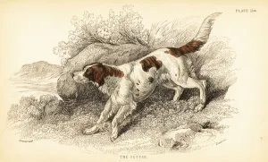 Setter, Canis lupus familiaris (Canis index) Setter, Canis lupus familiaris (Canis index)