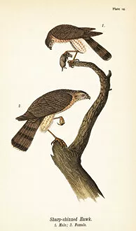 Color Lithograph Gallery: Sharp-shinned hawk, Accipiter striatus, male with prey 1, female 2