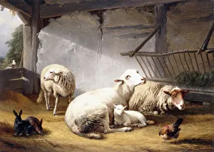Sheep, Rabbits and a Chicken in a Barn, 1859 (oil on panel) Sheep, Rabbits and a Chicken in a Barn, 1859 (oil on panel)