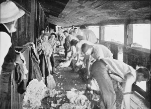 Sheep Shearing Shed, Queensland, c.1900, from Under the Southern Cross - Glimpses Sheep Shearing Shed, Queensland, c.1900, from Under the Southern Cross - Glimpses