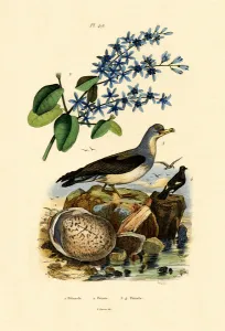 Shell, 1833-39 (coloured engraving) Shell, 1833-39 (coloured engraving)