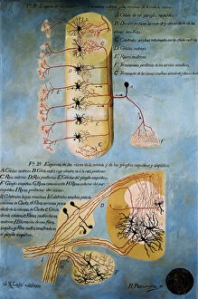 Central Nervous System Gallery: Shema histologique des nerfs de la colonne vertebrale. Dessin original en couleurs de Santiago Ramon y Cajal (1852-1934)