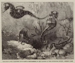 The Short-Nosed Seahorse (Hippocampus Brevirostris) in the Gardens of the Zoological The Short-Nosed Seahorse (Hippocampus Brevirostris) in the Gardens of the Zoological