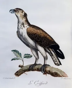 Short-toed Snake-Eagle (Circaetus gallicus), engraving from Histoire Naturelle des Short-toed Snake-Eagle (Circaetus gallicus), engraving from Histoire Naturelle des