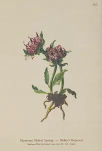 Sieber's Rampion (Phyteuma Sieberi) (colour litho) Sieber's Rampion (Phyteuma Sieberi) (colour litho)