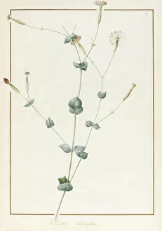 Campion Gallery: Silene Chloraefolia, 1810 (w / c & bodycolour over graphite on vellum)