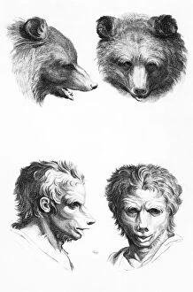 Similarity Gallery: Similarities between the head of a bear and a man, from '