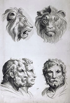 Similarity Gallery: Similarities Between the Head of a Lion and a Man, from '