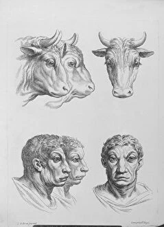Similarity Gallery: Similarities Between the Head of an Ox and a Man, from '