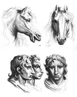 Similarity Gallery: Similarities between the heads of a horse and a man, from '