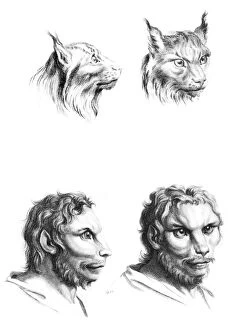 Similarity Gallery: Similarities between the heads of a lynx and a man, from '