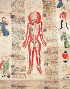 Skeleton, from De arte phisicali e de cirugia by John Ardene, 1412 (vellum) Skeleton, from De arte phisicali e de cirugia by John Ardene, 1412 (vellum)