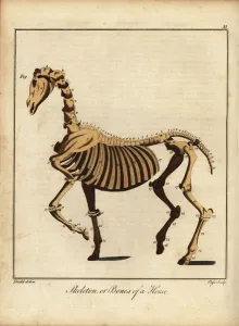 Skeleton or bones of a horse. 1792 (engraving) Skeleton or bones of a horse. 1792 (engraving)