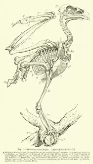 Scapula Gallery: Skeleton of an Eagle, after Milne-Edwards (engraving)