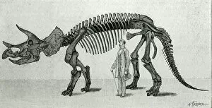 Prehistoric Era Gallery: Skeleton of a Triceratops prorsus, 1891 (engraving)