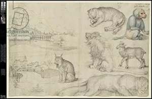 Baboons Collection: Sketches of Animals and Landscapes, 1521 (pen & black ink with blue