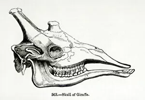 Anatomy & Medical Conditions Gallery: Skull of a Giraffe (litho) (b / w photo)