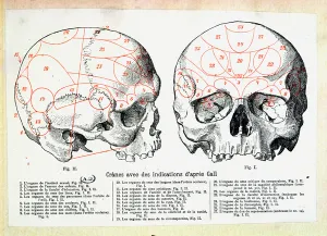 Skull with phrenologic indications after Franz Josef Gall (1758-1828) (engraving) Skull with phrenologic indications after Franz Josef Gall (1758-1828) (engraving)