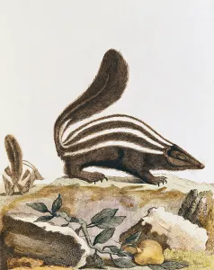 Skunk, from Histoire Naturelle by Georges Louis Leclerc Buffon (1707-88) 1749-1804 Skunk, from Histoire Naturelle by Georges Louis Leclerc Buffon (1707-88) 1749-1804