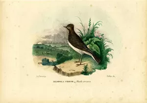 Skylark, 1863-79 (colour litho)
