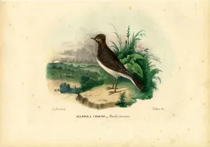 Skylark, 1863-79 (colour litho) Skylark, 1863-79 (colour litho)