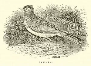 Skylark (engraving)