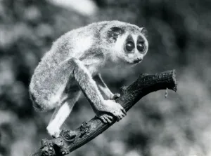 A Slender Loris walking on a branch, London Zoo, August 1926 (b/w photo) A Slender Loris walking on a branch, London Zoo, August 1926 (b/w photo)