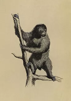 Sloth (colour litho)