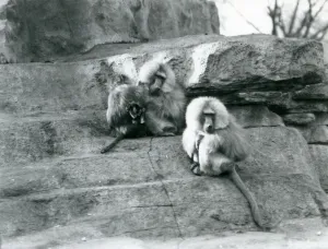 A small group of three adult and one baby Sacred Baboons A small group of three adult and one baby Sacred Baboons