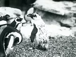 Spheniscus Demersus Gallery: A small group of Black-footed Penguins, including one with aberrant markings