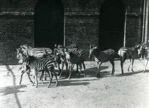 A small herd of Chapman's Zebra at London Zoo in 1924 (b/w photo) A small herd of Chapman's Zebra at London Zoo in 1924 (b/w photo)