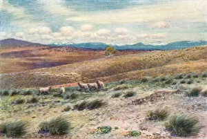 Snowy Mountains near the site of the Federal Capital (colour litho)