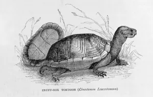 Snuff-box Tortoise (Cinostemon Leucostomum), from The Ancient Cities of the New World' Snuff-box Tortoise (Cinostemon Leucostomum), from The Ancient Cities of the New World'