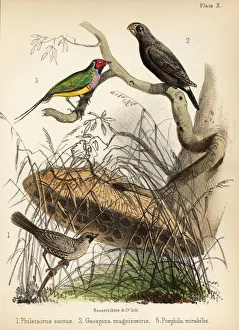 Sociable weaver, large ground finch and Gouldian finch. 1855 (lithograph) Sociable weaver, large ground finch and Gouldian finch. 1855 (lithograph)