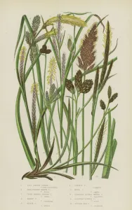 Soft Brown Carex, Bracteated Marsh Carex, Close Headed Alpine Carex, Hoary Carex Soft Brown Carex, Bracteated Marsh Carex, Close Headed Alpine Carex, Hoary Carex