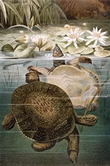 Soft shelled turtle, plate from 'Brehms Tierleben: Allgemeine Kunde des