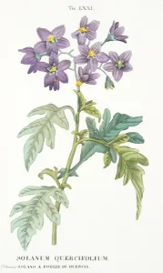 Solanum Quercifolium, Plate LXXI, from L'Antotrofia Ossia La Coltivazione De' Solanum Quercifolium, Plate LXXI, from L'Antotrofia Ossia La Coltivazione De'
