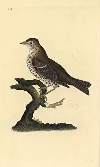 Song Thrush Gallery: Song thrush, Turdus philomelos. Handcoloured copperplate drawn