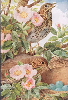Song Thrush Gallery: Song Thrushes with Nest, illustration from Country Days & Country Ways, 1940s (colour litho)