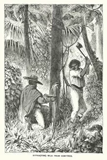 South America: Extracting milk from cow-tree (engraving)