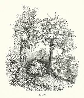 South America: Palms (engraving)