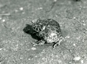 A South American Horned Frog, London Zoo, December 1925 (b/w photo) A South American Horned Frog, London Zoo, December 1925 (b/w photo)