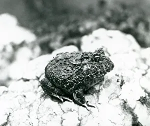 A South American Horned Frog sitting on a rock, London Zoo, August 1928 (b/w photo) A South American Horned Frog sitting on a rock, London Zoo, August 1928 (b/w photo)